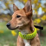 Paracord Nyakörv - S