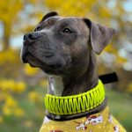 Paracord Nyakörv - XL